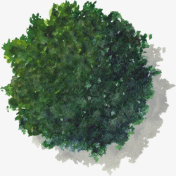 绿色冠叶大树水彩风手绘带投影素材