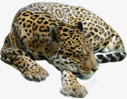 豹纹布料摄影图片豹豹子花豹野兽动物猛兽豹纹高清图片