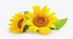 黄色向日葵背景矢量图金葵花向日葵黄色花朵高清图高清图片