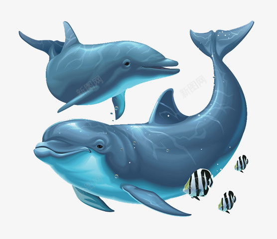 海洋动物野生动物动物园png免抠素材_新图网 https://ixintu.com 水 海豚 动物 海洋 公园 海洋动物 野生动物 动物园