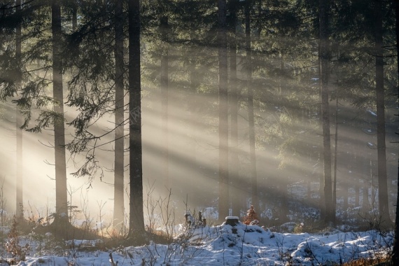 冬季森林阳光背景