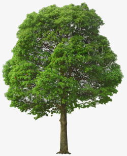 保护大树植树节参天大树高清图片