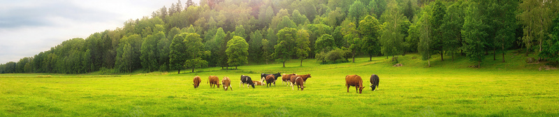 草原牛群风景背景图背景