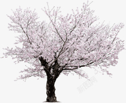 樱花绽放樱花花卉植物盛开树枝自然粉色高清图片