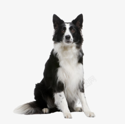 狗狗犬一只可爱的边境牧羊犬高清图片