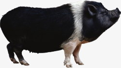 猪八戒猪八戒家猪黑猪动物合集高清图片