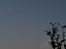 孤寂傍晚天空下的月与树高清图片