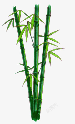 竹子绿竹手绘竹子竹林素材
