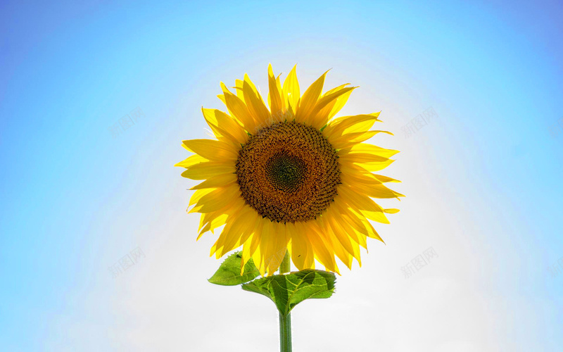 清空一朵向日葵jpg设计背景_新图网 https://ixintu.com 向日葵 花朵 黄色 植物