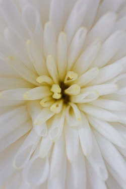 花朵纯白花芯花朵开花纯白高清图片