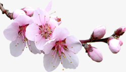 樱花花卉植物素材树枝素材