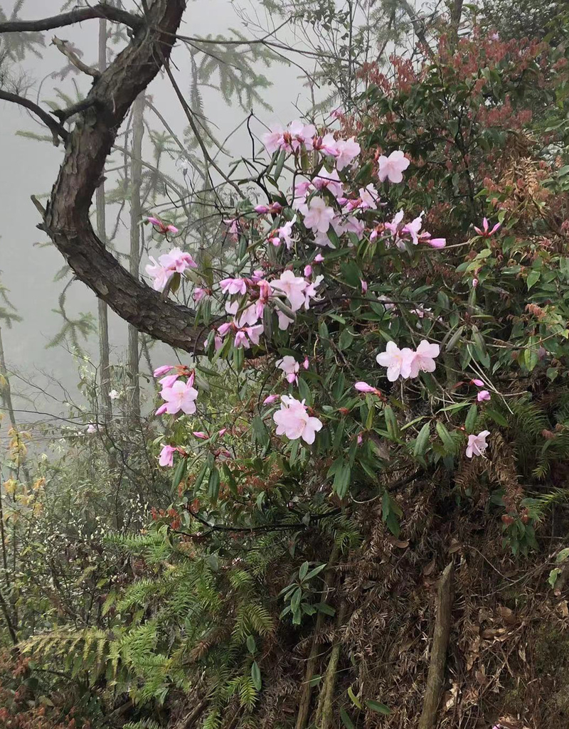 清晨高山野花psd设计背景_新图网 https://ixintu.com 野花 森林 粉色花 树林