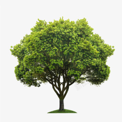 大树免抠素材树大树绿树树木高清图片