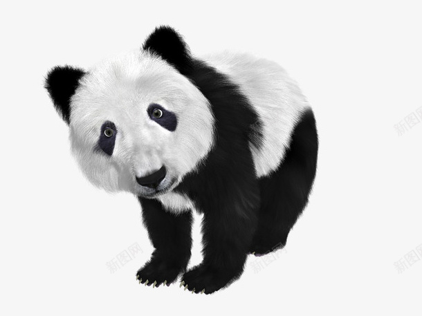 动物国宝大熊猫PANDApng免抠素材_新图网 https://ixintu.com 动物 国宝 大熊猫 PANDA