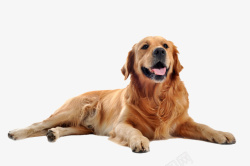 可爱狗狗的一只可爱的金毛狗狗高清图片
