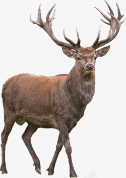麋鹿鹿角小鹿欧洲狍狍子素材