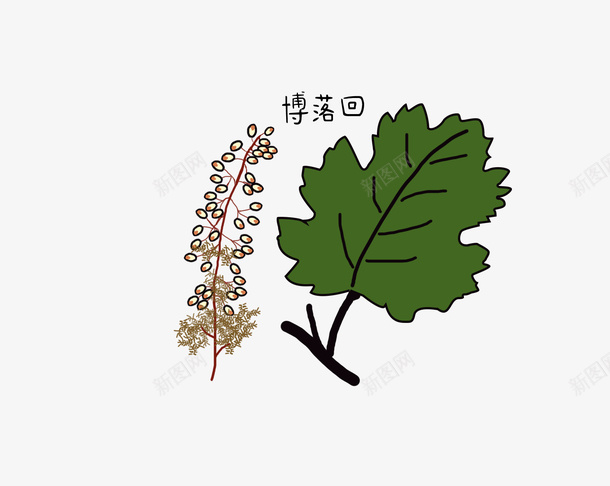 手绘博落回中草药png免抠素材_新图网 https://ixintu.com 博落回 手绘 草药 中药