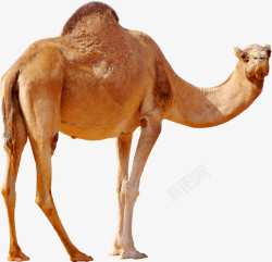 骆驼动物骆驼沙漠骆驼双峰驼沙漠之舟高清图片