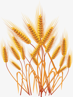 金色麦田丰收农业土地农作物麦穗素材