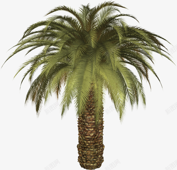 面口图3D棕榈树png免抠素材_新图网 https://ixintu.com 棕榈树 3D 树木 沙滩