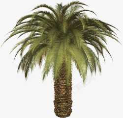 面口图3D棕榈树素材