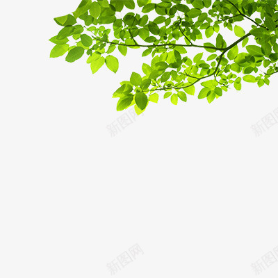 春天的绿树叶png免抠素材_新图网 https://ixintu.com 春天 自然 植物 叶子