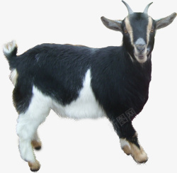 草食羊羊羔山羊白羊牧羊绵羊高清图片