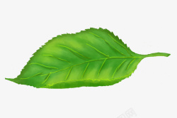 绿植海报背景大叶绿色树叶元素高清图片