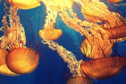 神秘海底水母生物海底生物神秘高清图片