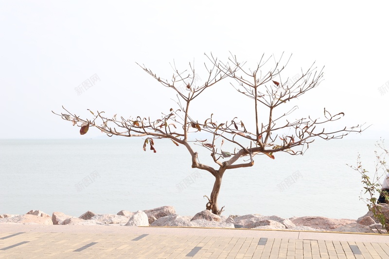 户外场景拍摄jpg设计背景_新图网 https://ixintu.com 树 海 户外 拍摄 风景