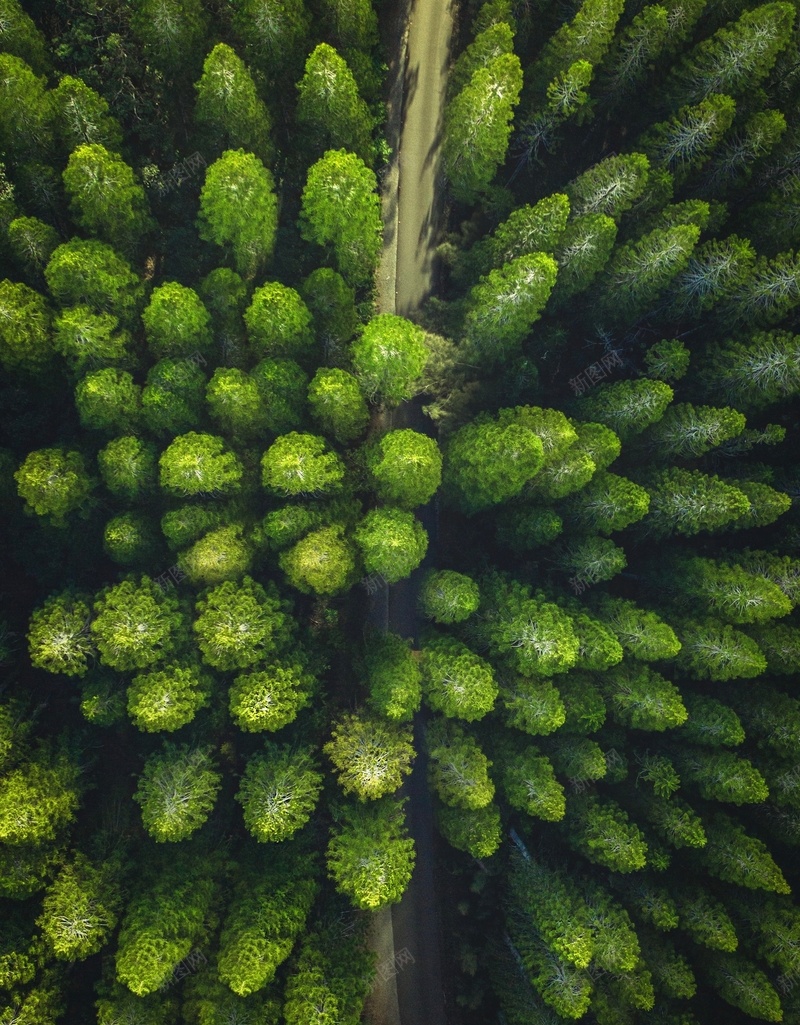 森林眺望丛林俯瞰的森林jpg设计背景_新图网 https://ixintu.com 森林 眺望 丛林 俯瞰的森林