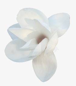 白色玉兰花白色盛开的玉兰花高清图片