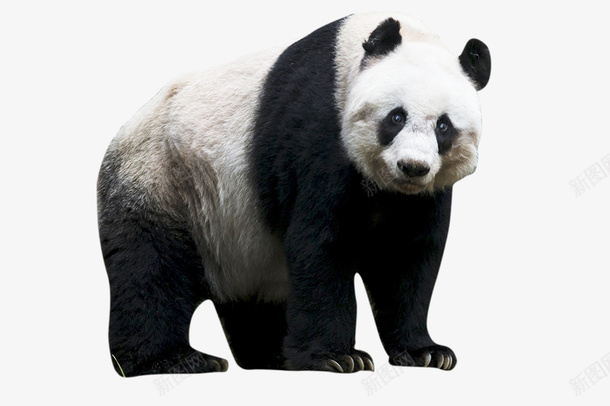 动物国宝行走的大熊猫PANDApng免抠素材_新图网 https://ixintu.com PANDA 动物 国宝 大熊猫 熊猫眼
