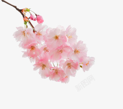 春叶春天粉红色桃花植物高清图片