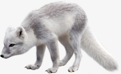 毛茸茸的狐狸狐狸红狐赤狐草高清图片