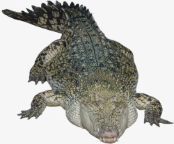 动物鳄鱼动物园美洲鳄龟爬行动物素材