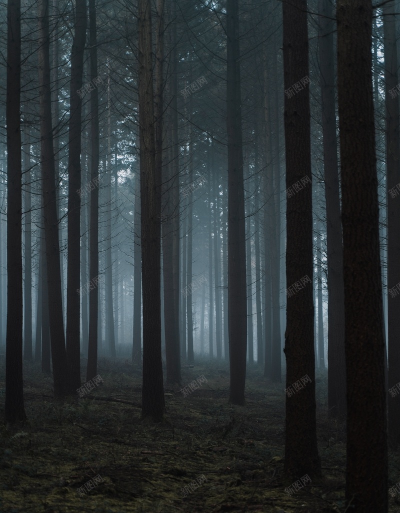 神秘黑暗森林惊悚jpg设计背景_新图网 https://ixintu.com 神秘 黑暗 森林 惊悚