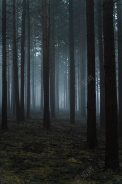 神秘森林神秘黑暗森林惊悚高清图片