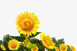 黄色手绘太阳花向日葵鲜花树叶素材