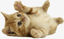 橘猫吃小橘猫宠物猫咪高清图片