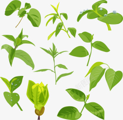 杂烩绿色植物大杂烩高清图片