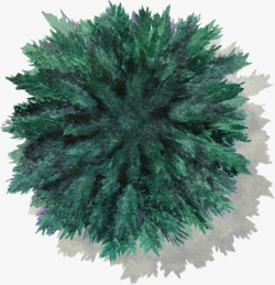 蓝绿色松树松柏水彩风手绘带投影素材