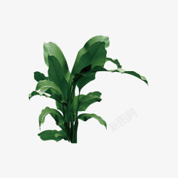热带植物绿叶大绿叶植物素材高清图片