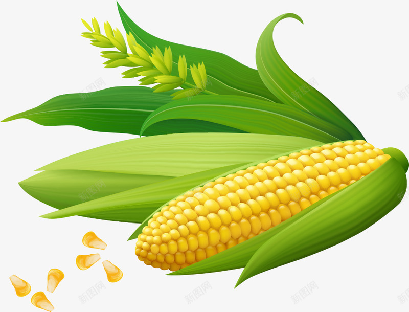 玉米各种png免抠素材_新图网 https://ixintu.com 玉米 各种