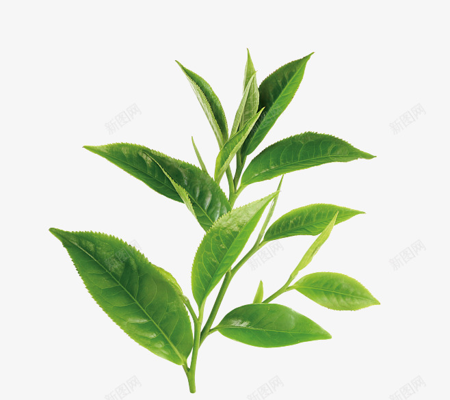 茶树叶 2成分png免抠素材_新图网 https://ixintu.com 茶树 树叶 成分