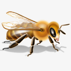 蜜蜂 动物素材