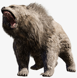 bear 动物素材
