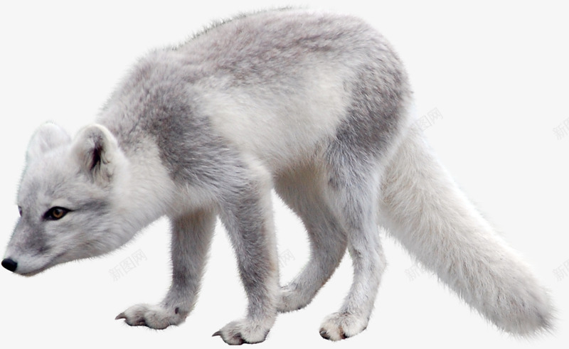 北极狐动物png免抠素材_新图网 https://ixintu.com 动物 北极 雪狐