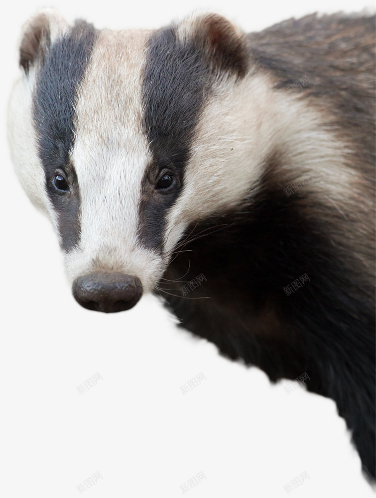 Badger 动物png免抠素材_新图网 https://ixintu.com 动物