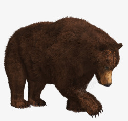 bear 动物素材